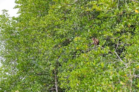 Macaque monkey high in mangrove canopy Thailand Photos