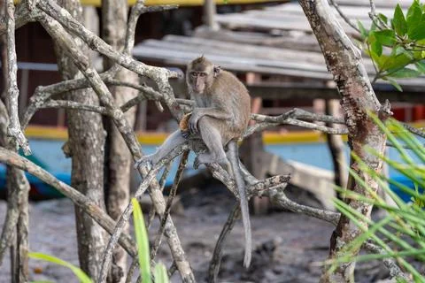 Macaque monkey holding food while sitting on tree branch Photos