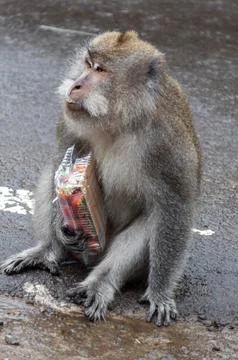 Macaque Monkey Holding a Plastic Bag, Sitting on Concrete, Natural Light, Pol Stock Photos