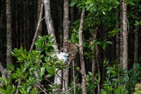 Macaque monkey holding plastic waste in mangrove forest Stock Photos