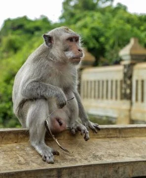 Macaque monkey holds glasses in his paw and looks thoughtfully into distance. Stock Photos