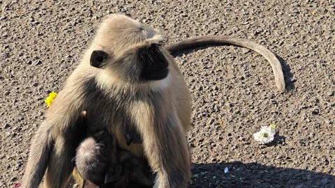 Macaque monkey with infant sitting on ground in Bhopal Stock Footage 296164267