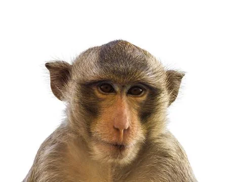 Macaque monkey isolated on white Stock Photos