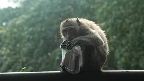 A macaque monkey on a ledge inspects colorful snacks in a transparent container 動画素材 307870129