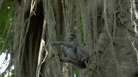 A macaque monkey looking around perched between two trees Stock Footage 88488610