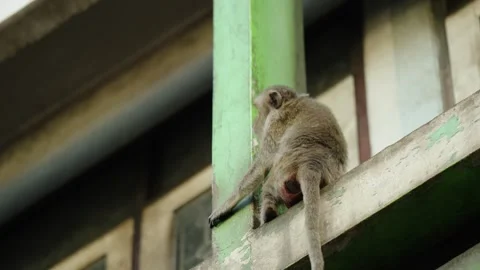 Macaque Monkey Looking Around While Sitting Outside Temple Building In Lopburi Stock Footage 300657302