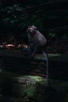 Macaque monkey looking up finding rays of light Stock Photos