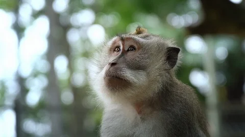 Macaque monkey looking upon the air Stock Footage 91543984