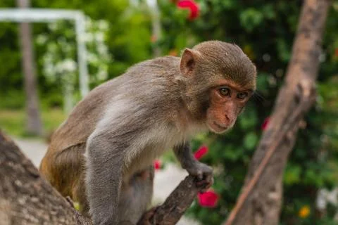 Macaque Monkey Looking Upward While Perching in a Textured Tree Fork 스톡 사진