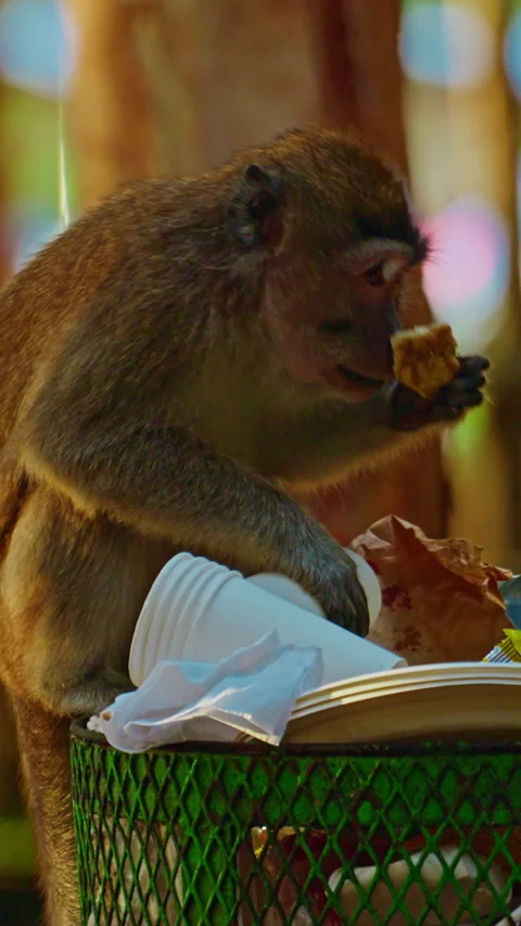 Macaque monkey looks in dumpster for food in the forest Stock Footage 342980296