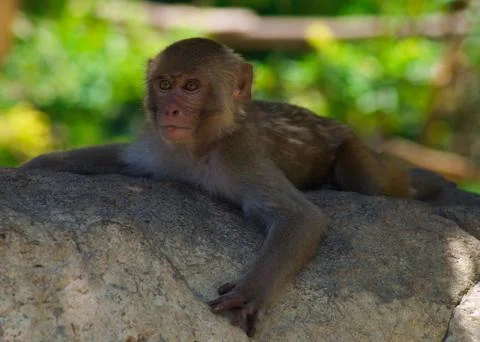 A macaque monkey is lying on a tree and looking away Stock Photos