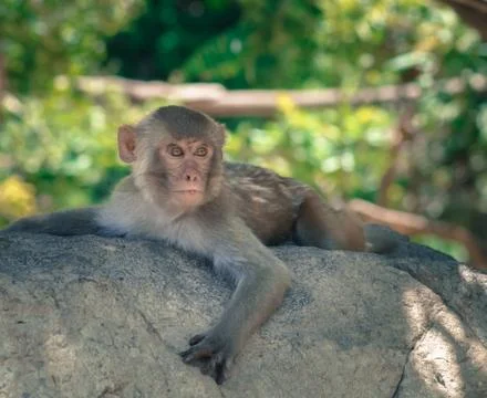 A macaque monkey is lying on a tree and looking away Stock Photos