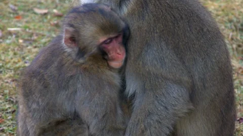 Macaque monkey mom grooms adolescent who turns around for a quick hug Stock Footage 323921254