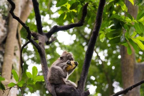 Macaque monkey at Monkey Forest, Bali, Indonesia Stock Photos