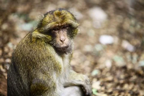 Macaque monkey in Morocco Stock Photos