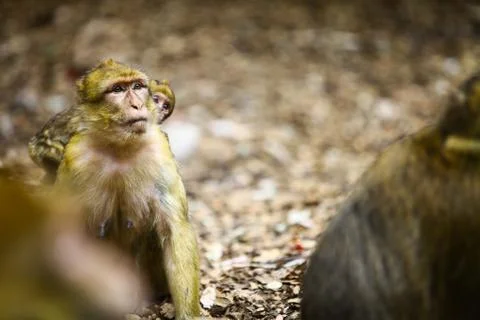 Macaque monkey in Morocco Stock Photos