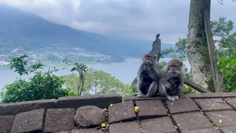 Macaque Monkey Mother Care and Nursing Baby in Bali Stock Footage 336249450