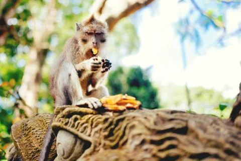 Macaque monkey or long tailed monkey eating bananas. portrait of primate  Stock Photos
