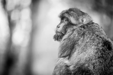 Macaque Monkey Over The Shoulder, Looking Sad Stock Photos
