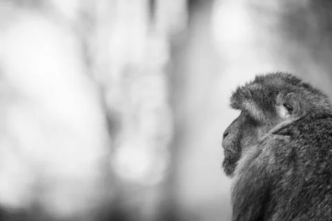 Macaque Monkey Over The Shoulder, Looking Sad Stock Photos