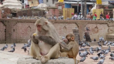 Macaque monkey in Pashupatinath Temple, Kathmandu. Nepal Stock Footage 78754384