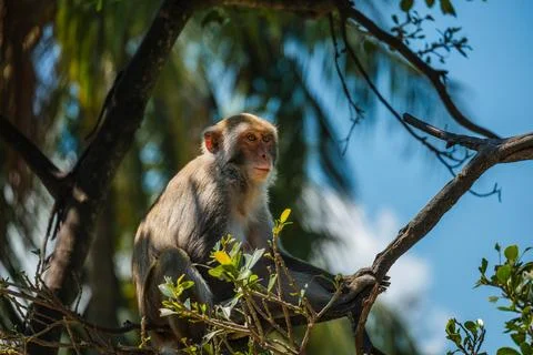 Macaque Monkey Perched Quietly on a Tree Branch Against a Blue Sky Stock Photos