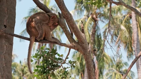 Macaque monkey perched on a tree branch looking up into the sky Stock Footage 340207419