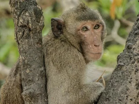 A macaque monkey perched in a tree in Halong Bay, Vietnam, showcasing the reg 스톡 사진