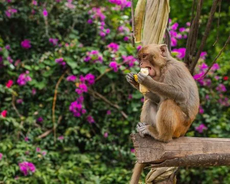 Macaque Monkey Perched on a Wooden Beam Eating a Fresh Yellow Banana Stock Photos