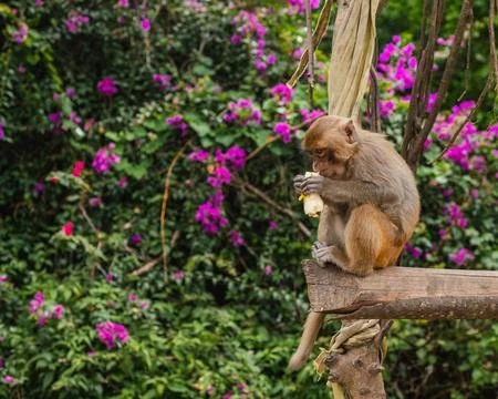 Macaque Monkey Perched on a Wooden Beam Eating a Fresh Yellow Banana Foto stock