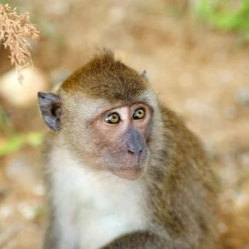 Macaque monkey Foto stock
