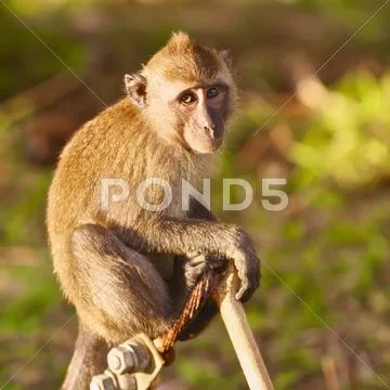 Macaque monkey Stock Photos