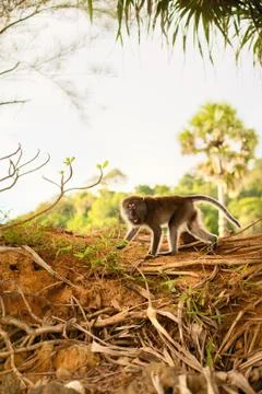 Macaque monkey Stock Photos