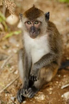 Macaque monkey Stock Photos
