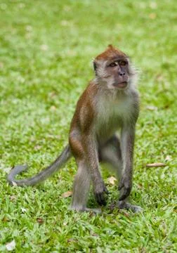 Macaque monkey Stock Photos