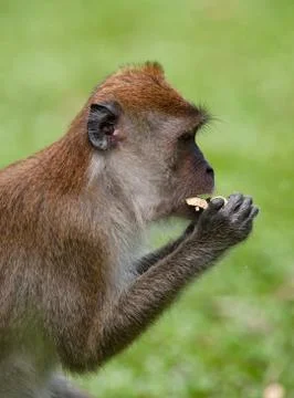 Macaque monkey Stock Photos