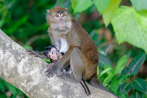 Macaque Monkey Stock Photos