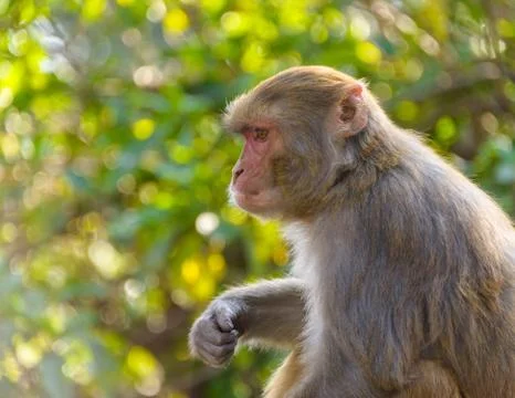 Macaque monkey Stock-Fotos