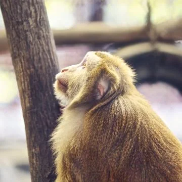 Macaque Monkey Stock Photos