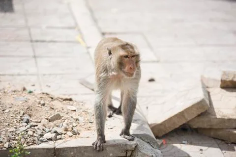 Macaque Monkey Stock Photos