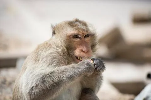 Macaque Monkey Stock Photos