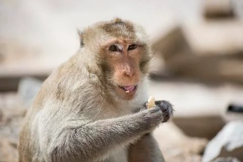 Macaque Monkey 스톡 사진