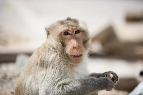 Macaque Monkey Stock Photos