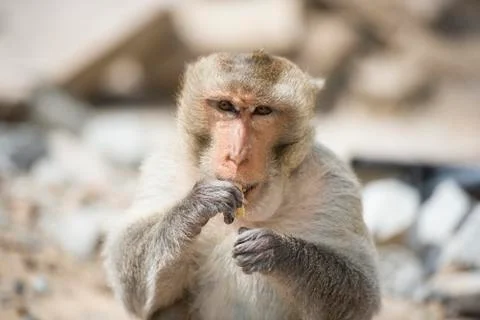 Macaque Monkey Stock Photos