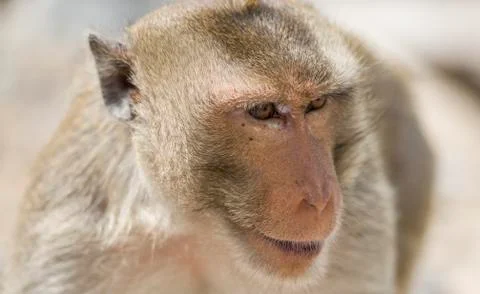 Macaque Monkey Stock Photos