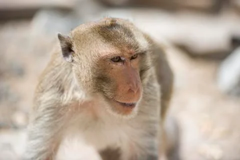 Macaque Monkey Foto stock