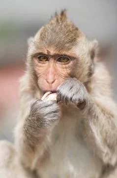 Macaque Monkey Stock Photos