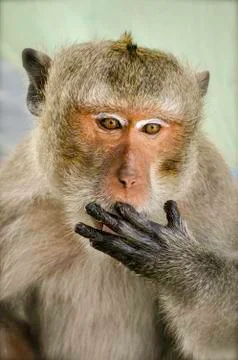 Macaque monkey Stock Photos