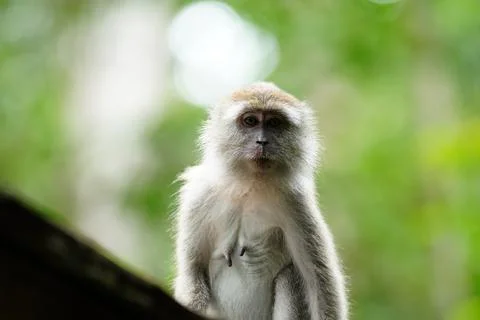 Macaque monkey Stock Photos