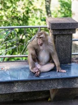 Macaque Monkey from Phuket in Thailand Stock Photos